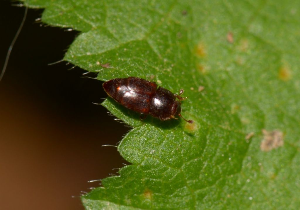 Nitidulidae: cfr. Carpophilus sp.